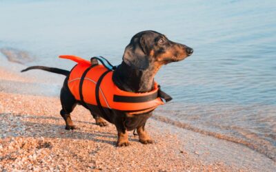 Pet Safety: How to Keep Your Furry Friends Safe and Comfortable During the Summer