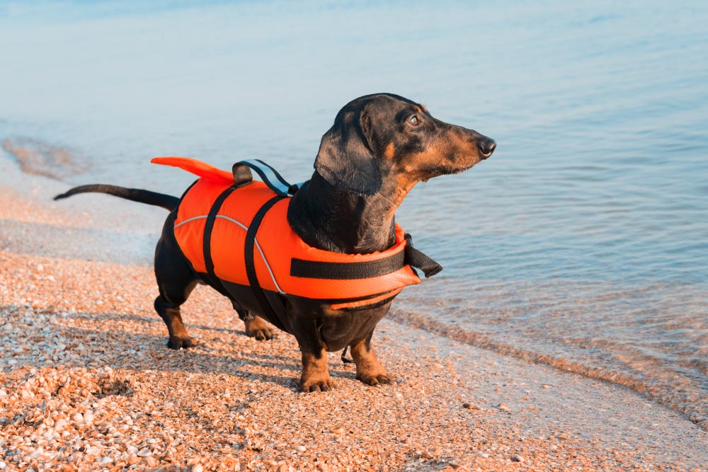 Dachshund,Breed,Dog,,Black,And,Tan,,Wearing,Orange,Life,Jacket